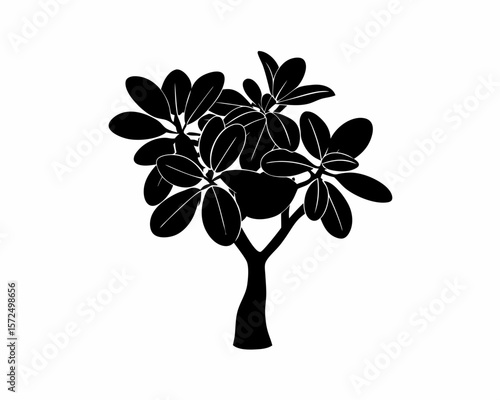 creative Silhouette simple Jade Plant (Crassula ovata) Vector Illustration 
