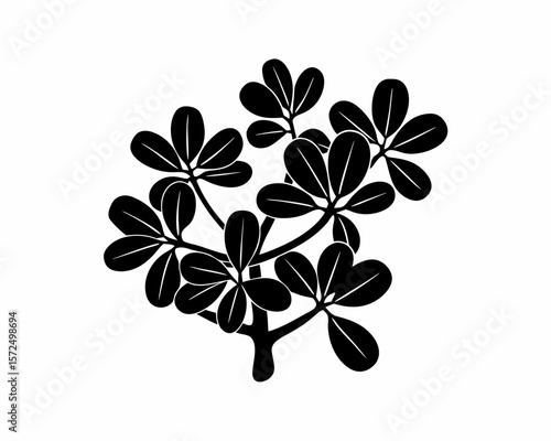 creative Silhouette simple Jade Plant (Crassula ovata) Vector Illustration 