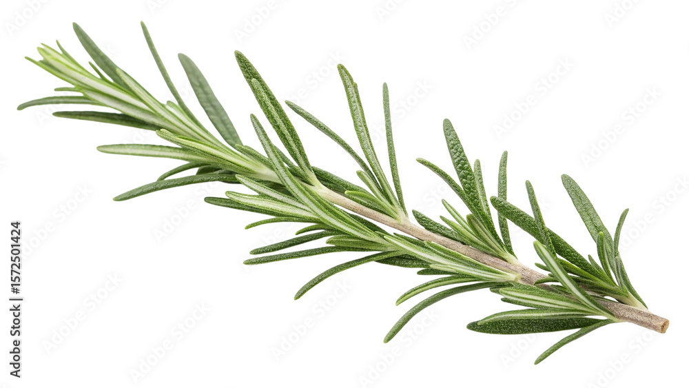 Fototapeta premium Fresh green rosemary herb sprig isolated on transparent background