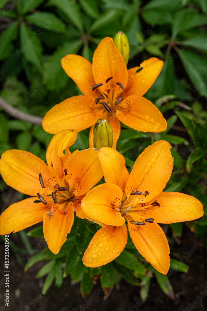 Obraz premium Bright Orange Lily Flowers in Full Bloom with Rain Droplets – Vibrant Floral Close-up for Summer Nature and Gardening Themes