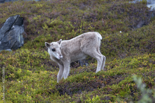 Cute reindeer calf