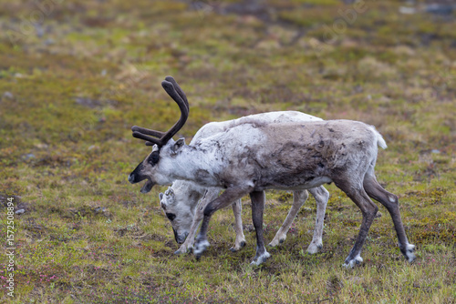 Reindeer in Norway