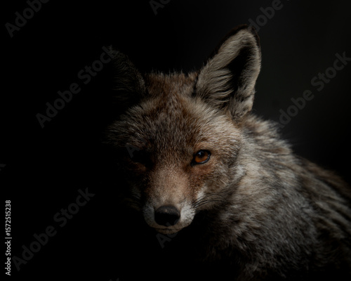 Red fox portrait