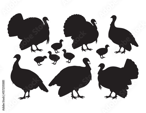 Collection of domestic turkey and poult silhouettes standing together.
