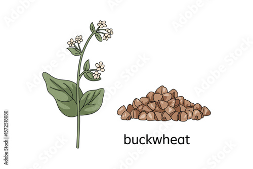 Buckwheat Plant and Seeds Illustration