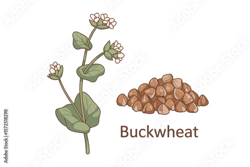 Buckwheat Plant and Groats Illustration
