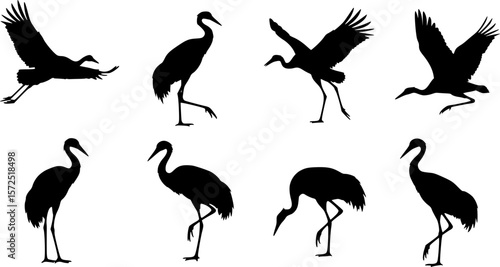 black silhouette of crane, various poses, flying, standing, vector illustration