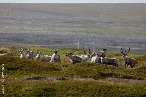 Curious reindeers