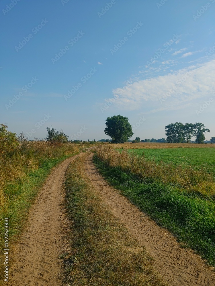 Fototapeta premium dirt road in the field