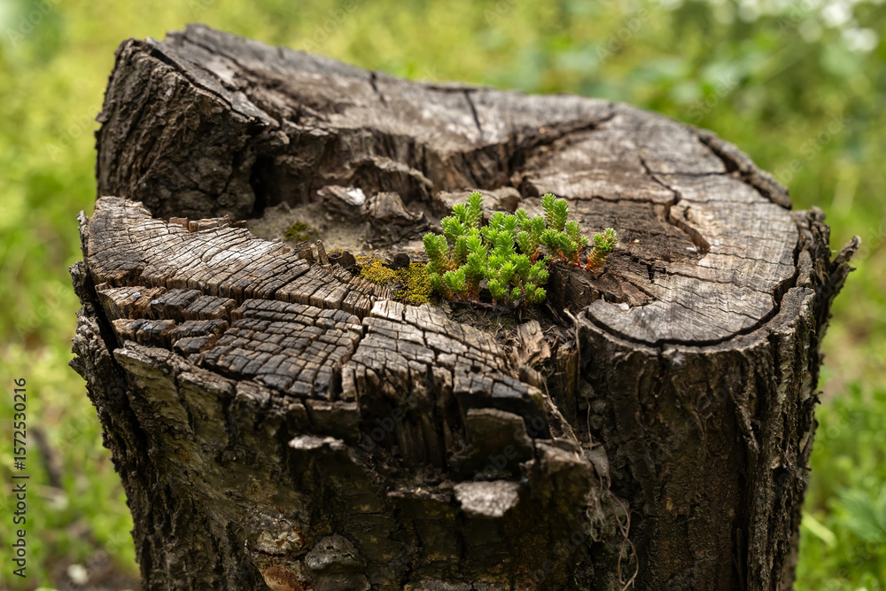 Obraz premium Tree stump in the forest