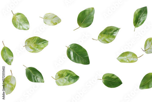 Variegated leaves scattered on black