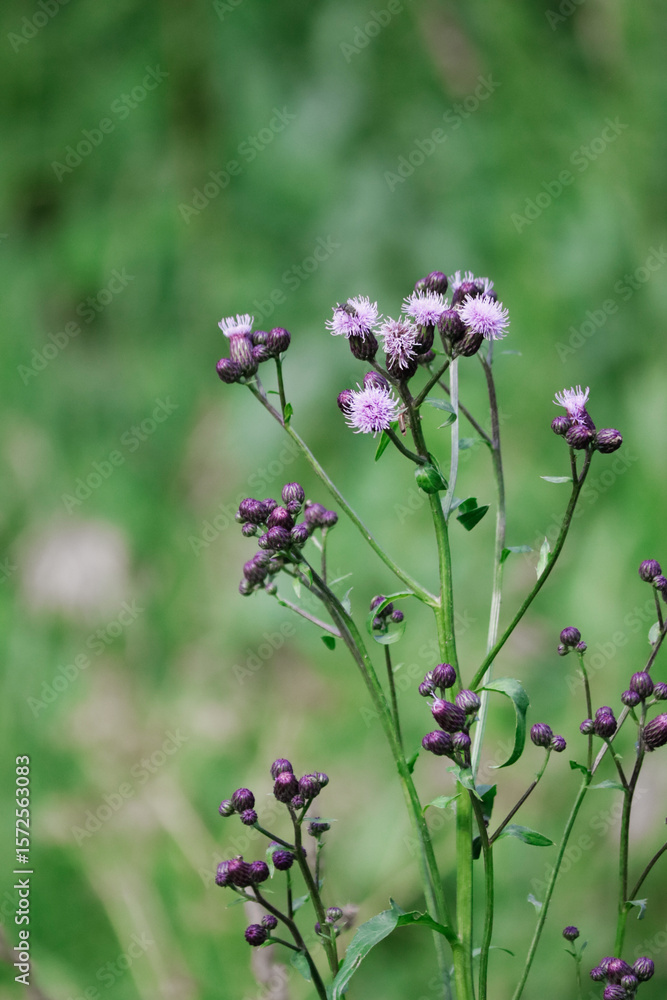 Fototapeta premium purple flowers in the field