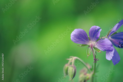 purple flower in the garden
