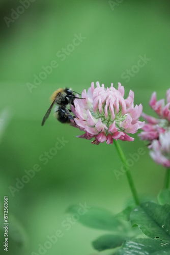 Fluffy beetle on a purple flower background clover
