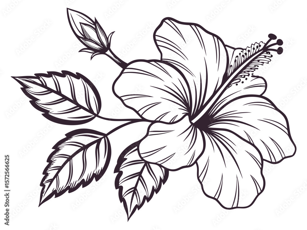 Fototapeta premium Elegant Hibiscus Flower Vector Illustration Detailed Line Art Botanical Design