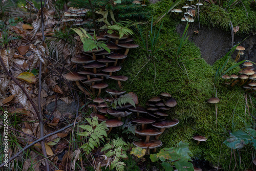 Inedible forest mushrooms, wild and toxic, growing naturally
