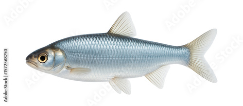 Dace with streamlined body and silvery scales with a bluish tint