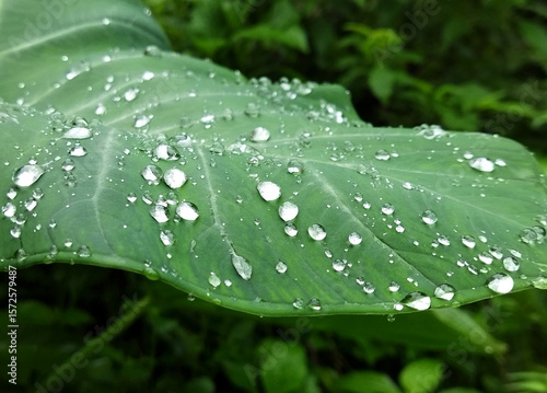 Dew drops accumulated on the leaf looks like pearl and diamond kept on it at Chisopani in Jorethang, South Sikkim. Monsoon gives fascinating different effect of nature to capture in our lens.