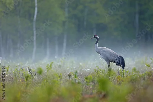 Tapety Żuraw (Grus grus), crane