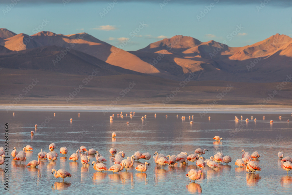 Obraz premium Flamingo