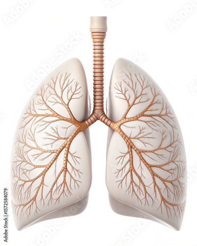 Human lungs on white background 