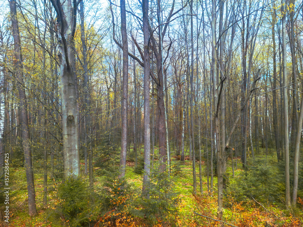 Fototapeta premium Lush green forest with tall trees showcasing vibrant autumn colors during midday sunlight in a serene natural landscape
