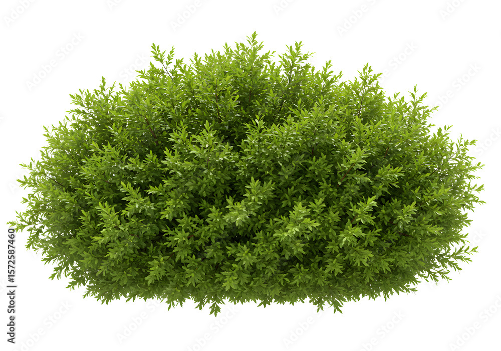 Fototapeta premium Lush Green Shrub A Detailed Botanical Render