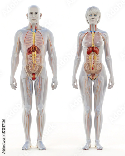 3d rendered illustration of a human body urinal system