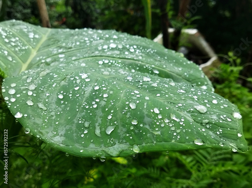 Dew drops accumulated on the leaf looks like pearl and diamond kept on it at Chisopani in Jorethang, South Sikkim. Monsoon gives fascinating different effect of nature to capture in our lens.