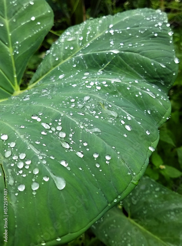 Dew drops accumulated on the leaf looks like pearl and diamond kept on it at Chisopani in Jorethang, South Sikkim. Monsoon gives fascinating different effect of nature to capture in our lens.