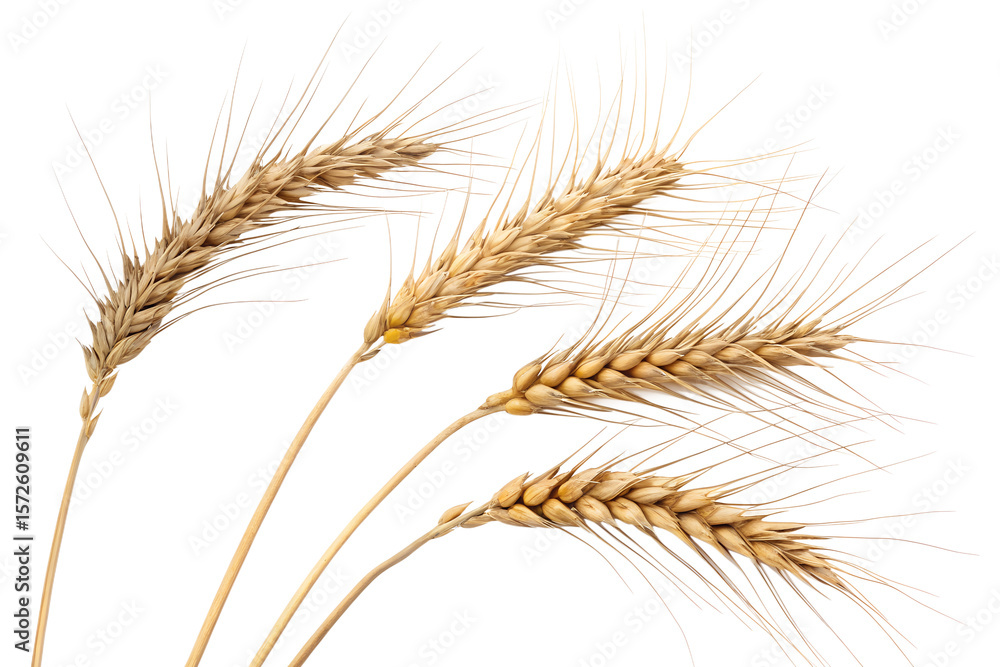Fototapeta premium Golden Wheat Ears Isolated on White 