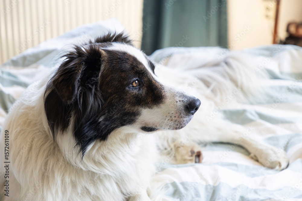 Fototapeta premium man and dog sleeping in bed
