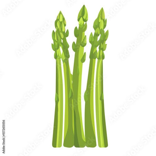 My Simple flat 2D illustration of a asparagus isolated on a white background, vector 2D design, icon, flat 2d illustration art, Eps painting, Vector set