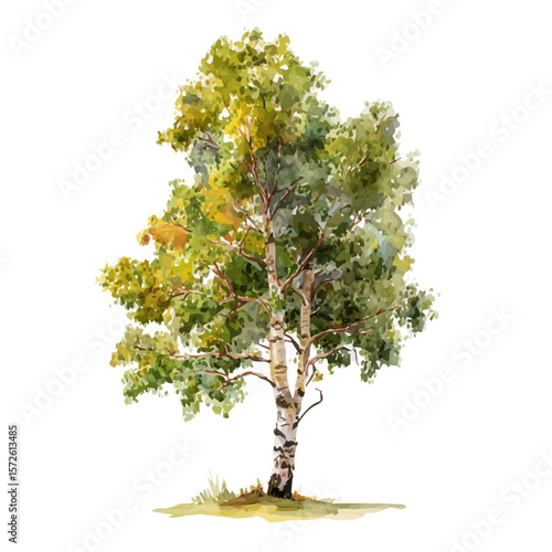 Aspen Tree, watercolor painting, vector illustration, isolated on a white background.