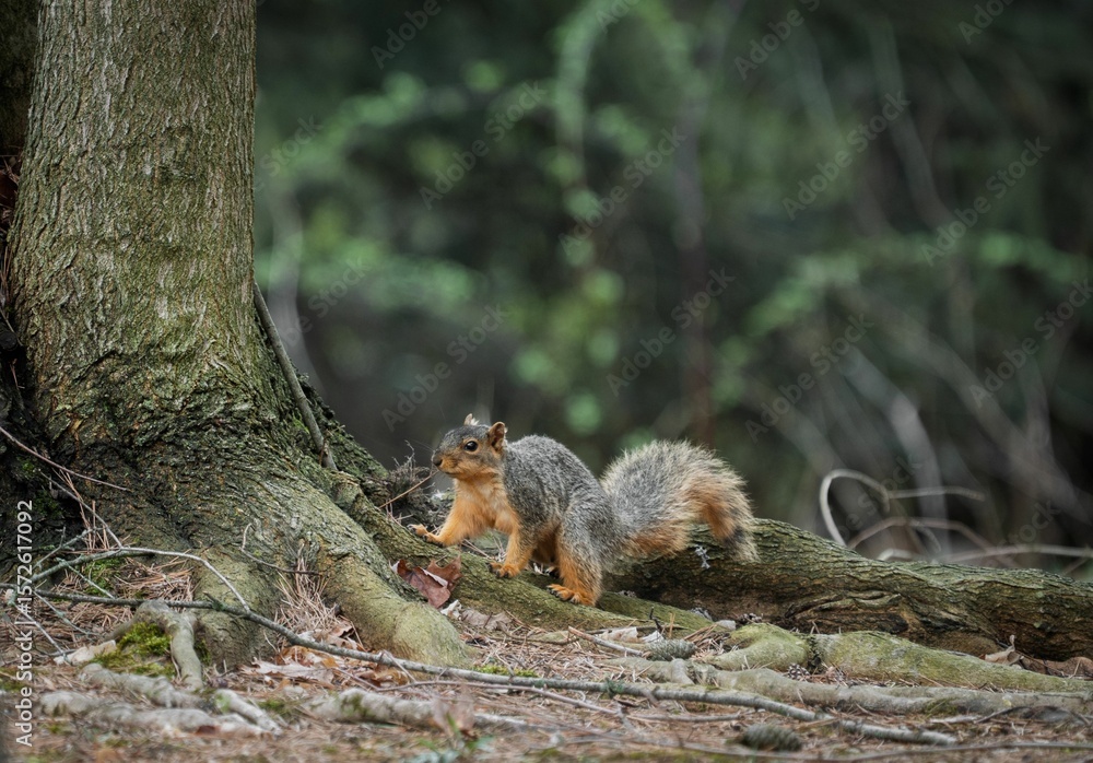 Obraz premium Squirrel on a tree root in the forest
