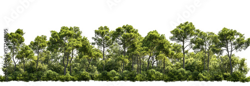 Lush green forest line