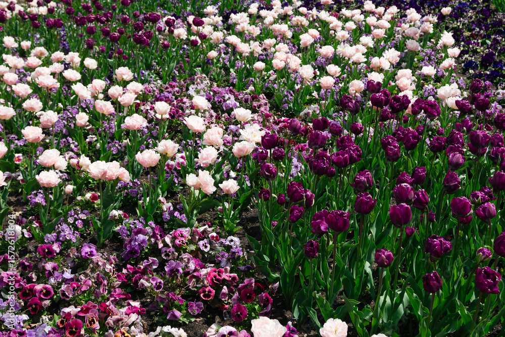 Fototapeta premium field of white, pink and purple tulips