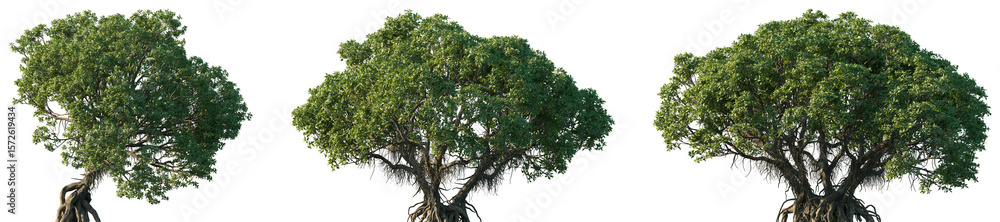 custom made wallpaper toronto digitalSet of Avicennia marina (commonly known as grey mangrove or white mangrove) frontal set street trees isolated png on a transparent background perfectly cutout