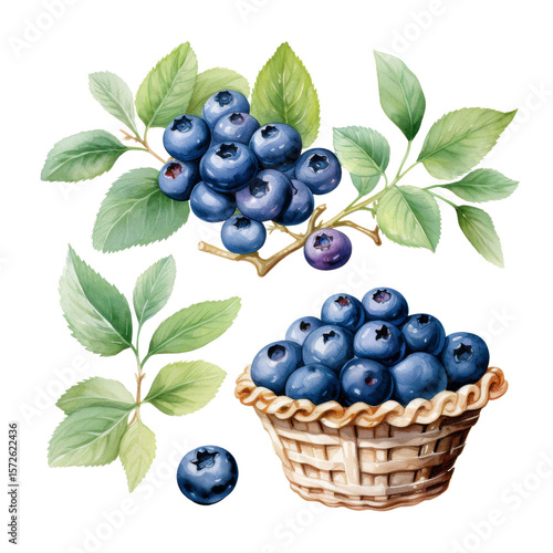 A detailed illustration of ripe blueberries on branches with green leaves and a small woven basket filled with fresh blueberries in watercolor style
