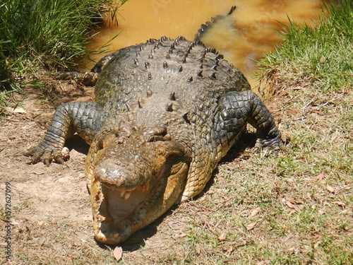 A crocodile has emerged from muddy water. His front legs are on the grass, but his back legs and tail are still submerged. He is facing the camera and his mouth is open, showing his teeth.