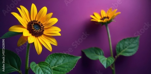 Vibrant yellow sunflower, lush green leaves, rich purple background , purple, vibrant, petals