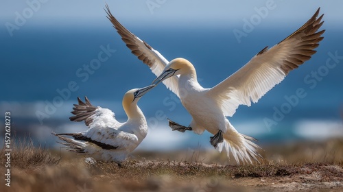 Agression in Nature: Adult Cape Gannet Attacking Fledged Juvenile on Island Coastline