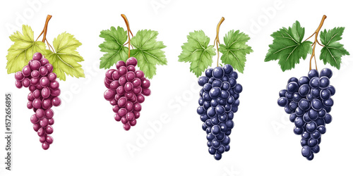 Wallpaper Mural Four bunches of grapes in various colors Torontodigital.ca