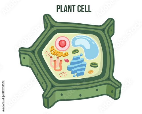 Flat Vector Illustration of Plant Cell Structure Without Labels – Minimalist Modern Educational Graphic for Biology Teaching, Botanical Science Infographics, and Academic or Digital Learning Content