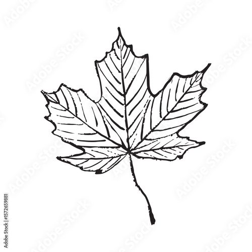 Maple leaf design in black brush stroke texture isolated on white. Hand drawn vector sketch illustration in vintage charcoal ink. Autumn leaves, autumn fall, botanical art, hello autumn