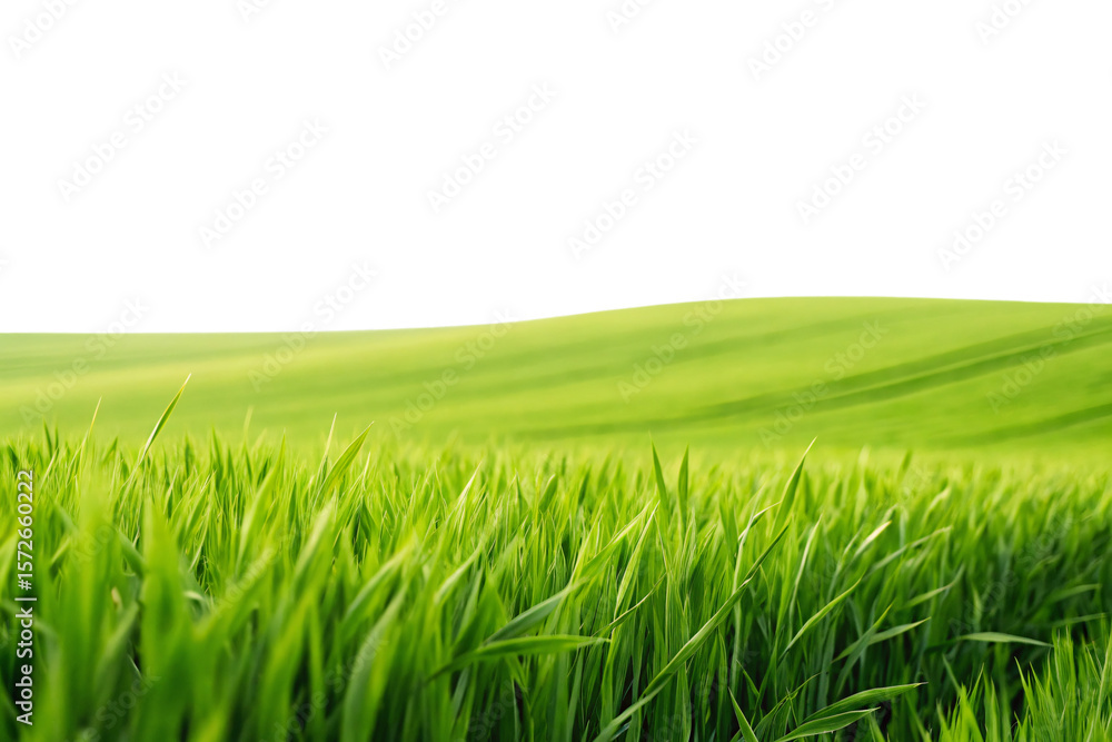 Obraz premium Vibrant green grass field with shallow depth of field creating natural bokeh effect, isolated on a transparent background