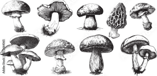 Vintage Mushroom Engraving Collection in Retro Botanical Style, perfect for Autumn Decor, Natural Packaging, and Cottagecore Design Projects.
