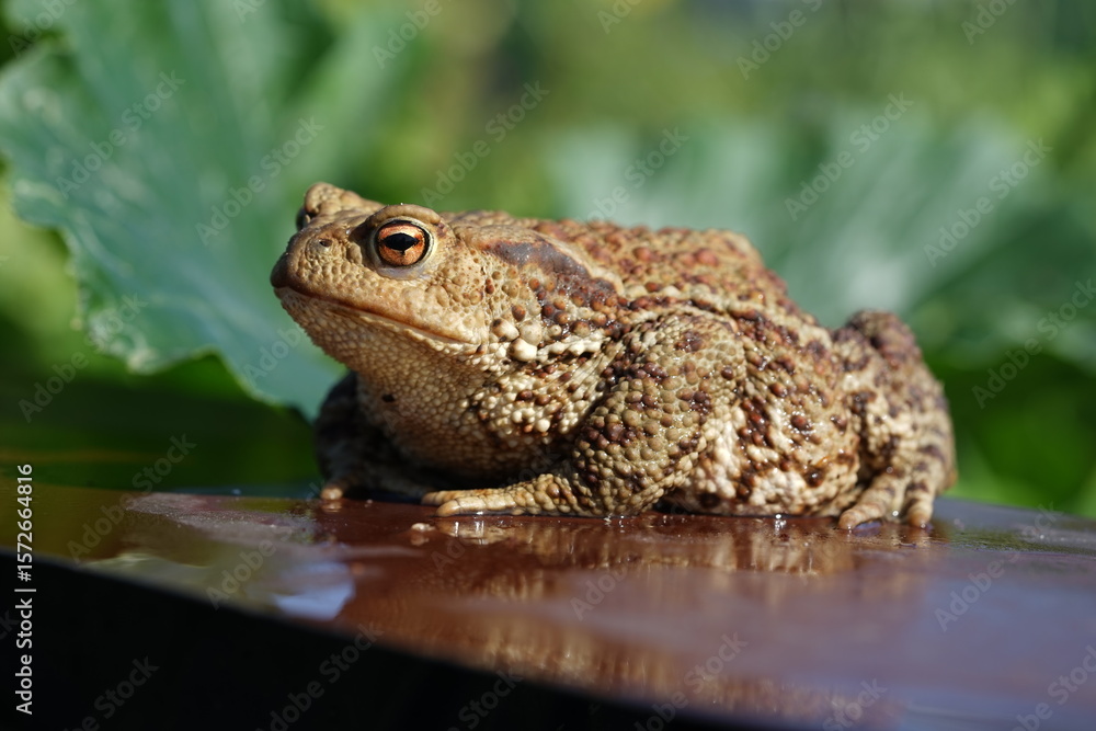 Obraz premium Closeup view of Common toad (Bufo bufo) on garden during summer holidays.