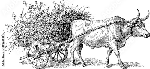 Vintage ox and cart with hay in black and white sketch for rustic design