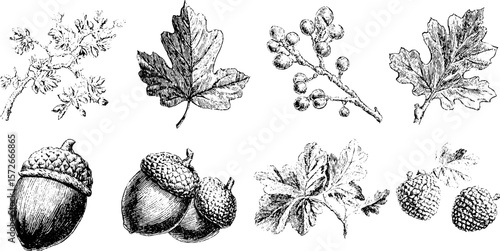 Vintage autumn leaves and acorns engraving set for seasonal design projects
